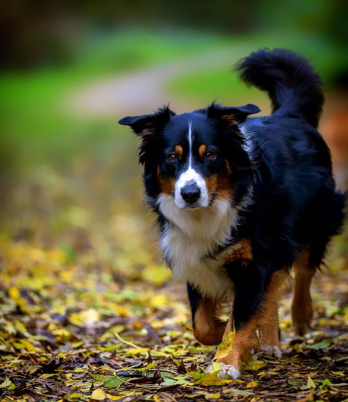 собака ПРЕДАННЫЙ ДРУГphoto preview