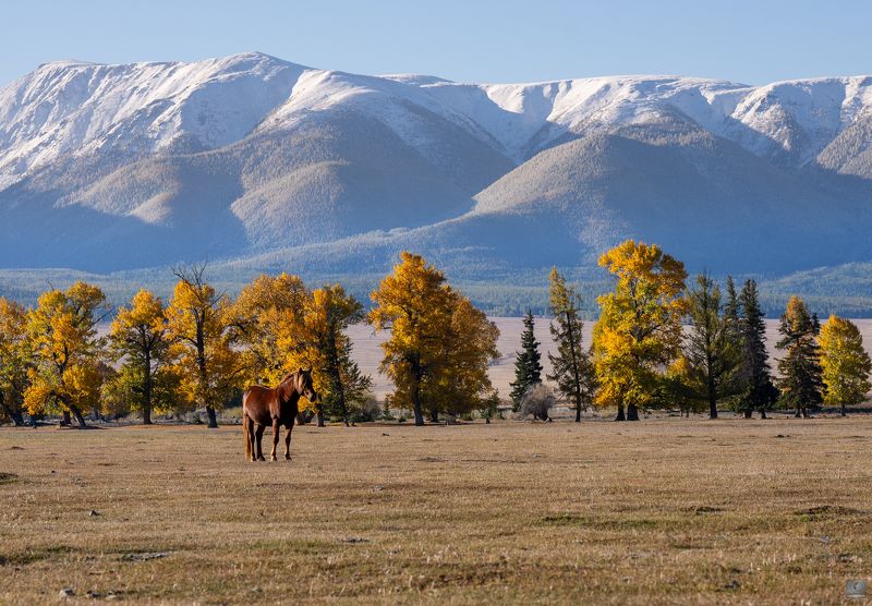 конь алтай осень Алтайский коньphoto preview