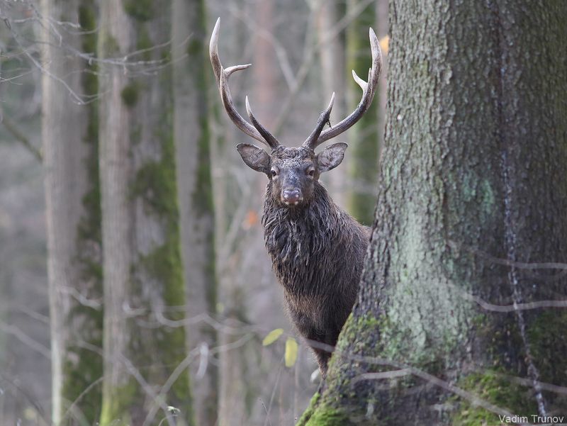 олень Дух лесаphoto preview