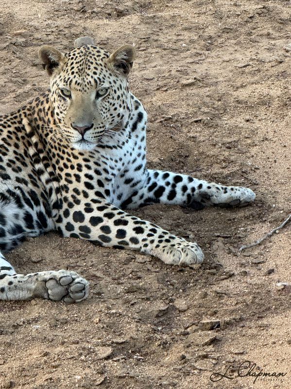 Leopard\'s Portraitphoto preview