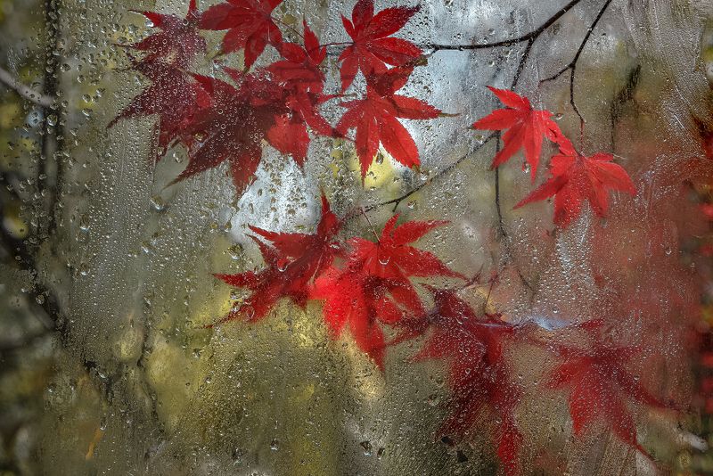 Дождь смывает все следыphoto preview