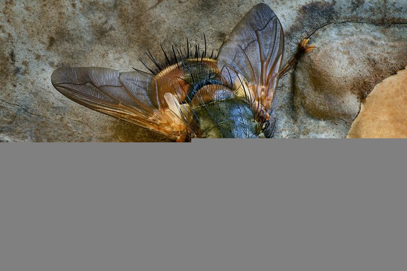 Мухаphoto preview