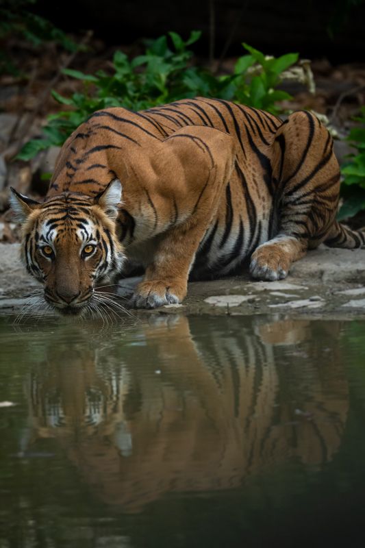 King of the Watering Holephoto preview