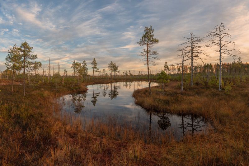 болото, ленинградская область Болота Ленинградской областиphoto preview
