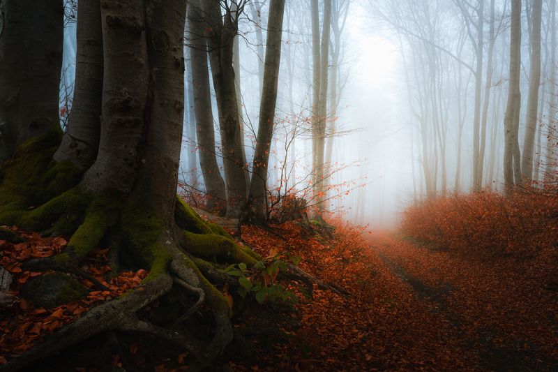 #Atmosphere #Plant #Fog #People in nature #Natural landscape #Wood #Tree #Twig #Trunk #Vegetation Autumn nostalgiaphoto preview