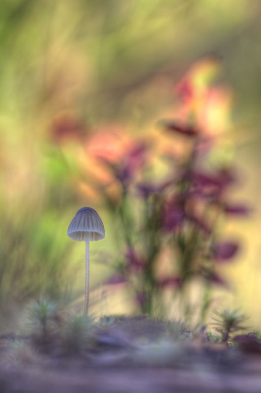 Яркий мир поганки :)photo preview