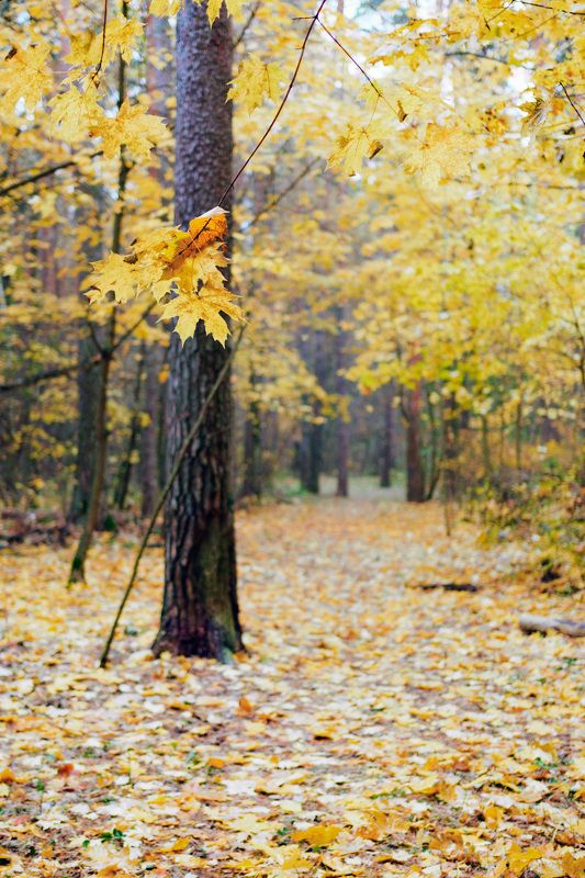 В осеннем лесуphoto preview