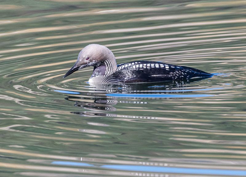 птицы, гагара, чернозобая гагара, кисловодск Чернозобая гагараphoto preview