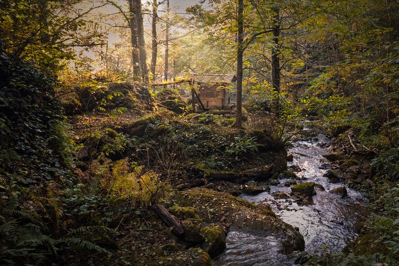 kapnistavi, jungle, autumn, fall, creek, plants, trees, stones, moss, water, stream, nature, landscape, scenery, travel, outdoors, georgia, adjara, sakartvelo, chizh Autumn In Kapnistavi Junglesphoto preview