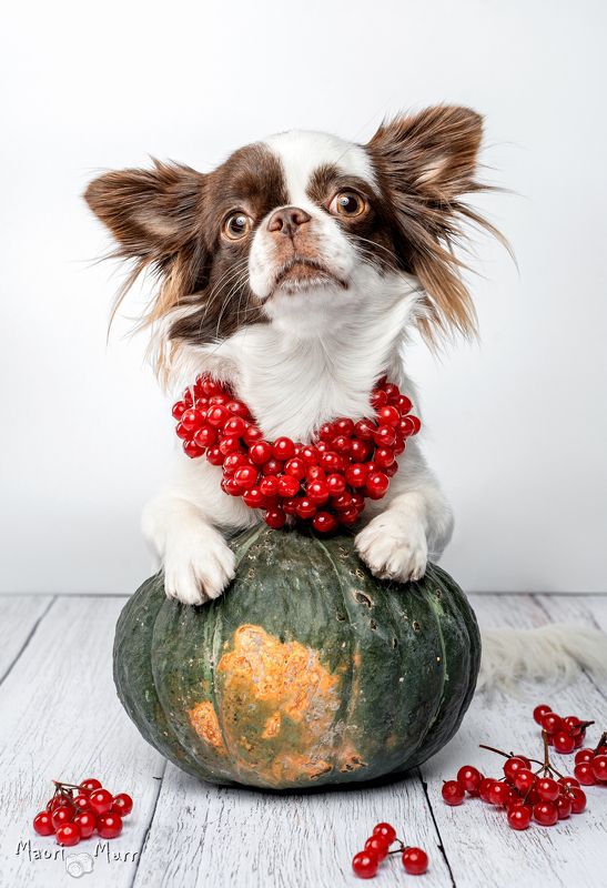 собака, чихуахуа, бусы из ягод,  Лу - Лу и калина.photo preview