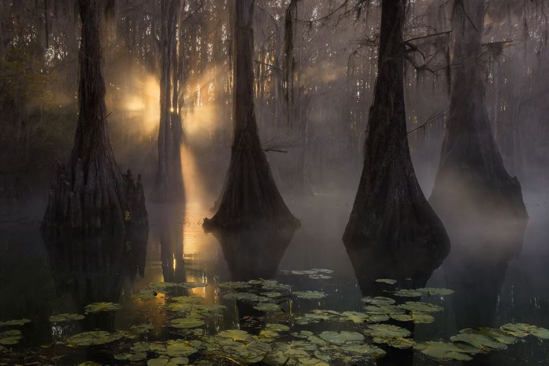 Кипарисовые Болотаphoto preview