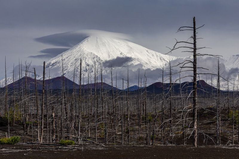 russia, kamchatka, volcano, forest, камчатка, вулкан, россия, природа Tolbachik and dead forest фото превью