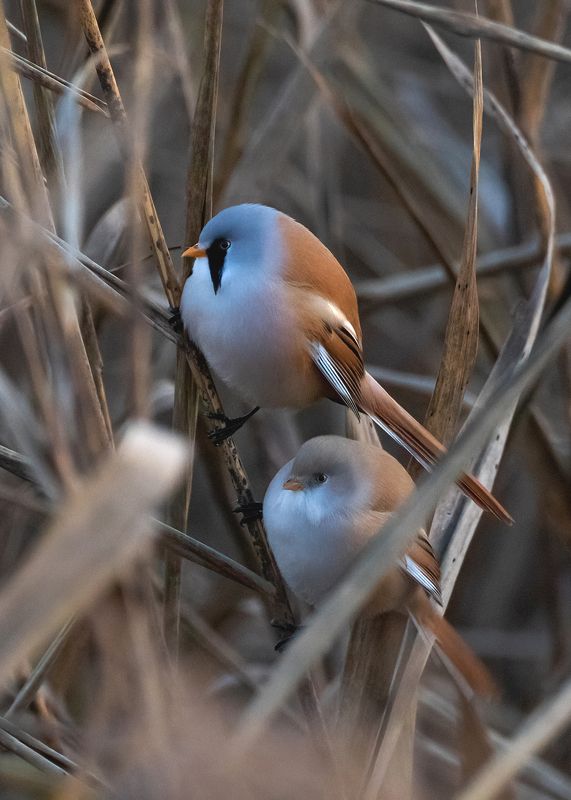 усатая синица, птицы Шарикиphoto preview