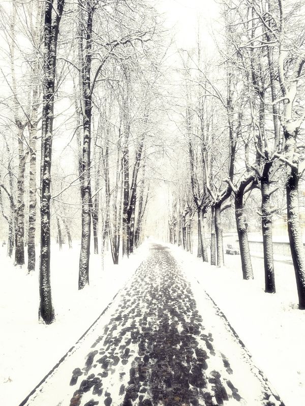 Утро...первый снег...2024 года...photo preview