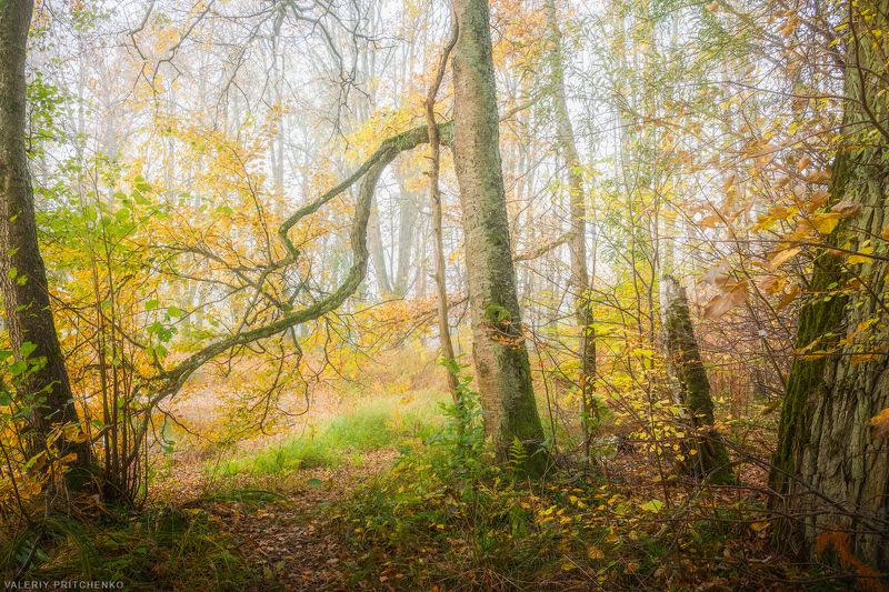 В осеннем лесуphoto preview