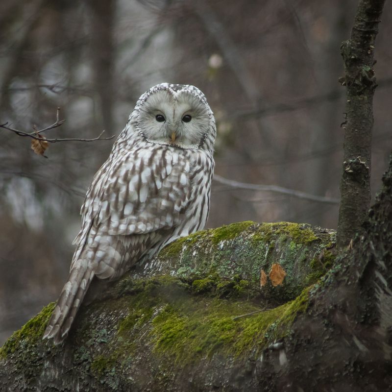 уральская неясыть, длиннохвостая неясыть Уральская неясытьphoto preview