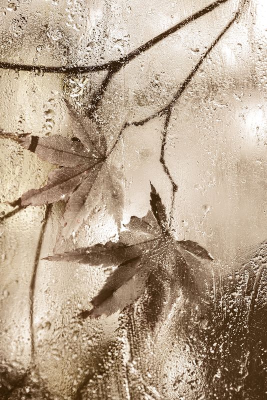 Осенний монохромphoto preview