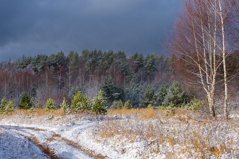 снег поле лес серково Свежесть первого снега.photo preview