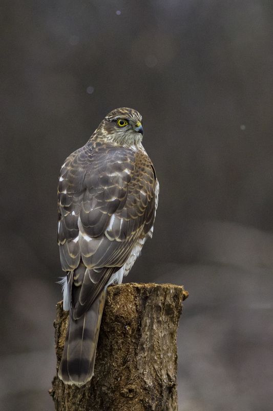 природа Ястреб-перепелятникphoto preview