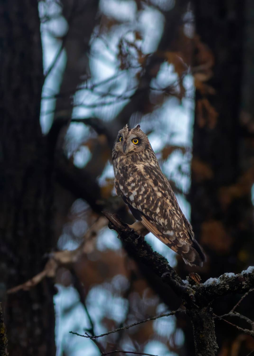 Болотная сова в осеннем антураже. Автор: Пронин Денис сова, болотная сова, природа, дикая природа, wildlife, nature, Пронин Денис