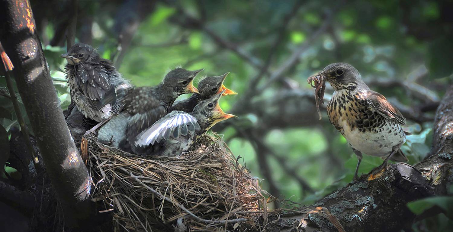 Обиделся.... Автор: Владимир , Владимир