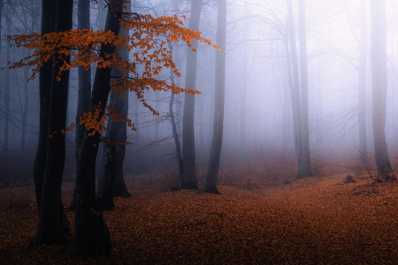 #Атмосфера #Растение #мъгла #Природен пейзаж #Дърво #Клонка #Растителност Autumn moodphoto preview