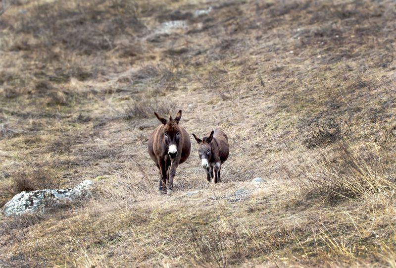 Жители Даргавсаphoto preview