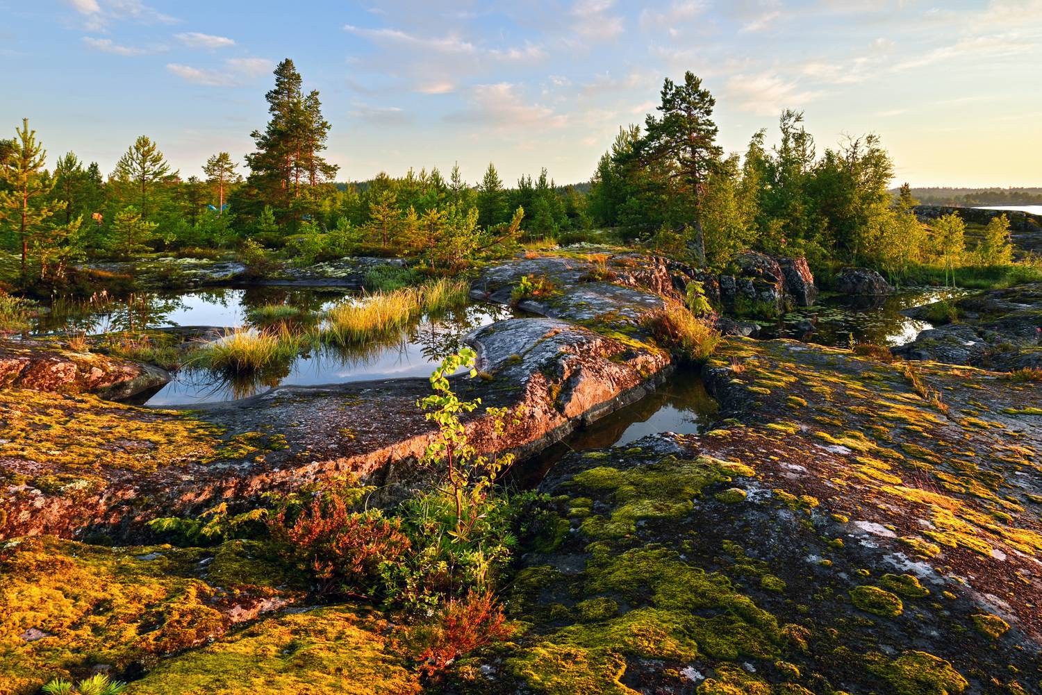Автор: Лесина Елена , Лесина Елена