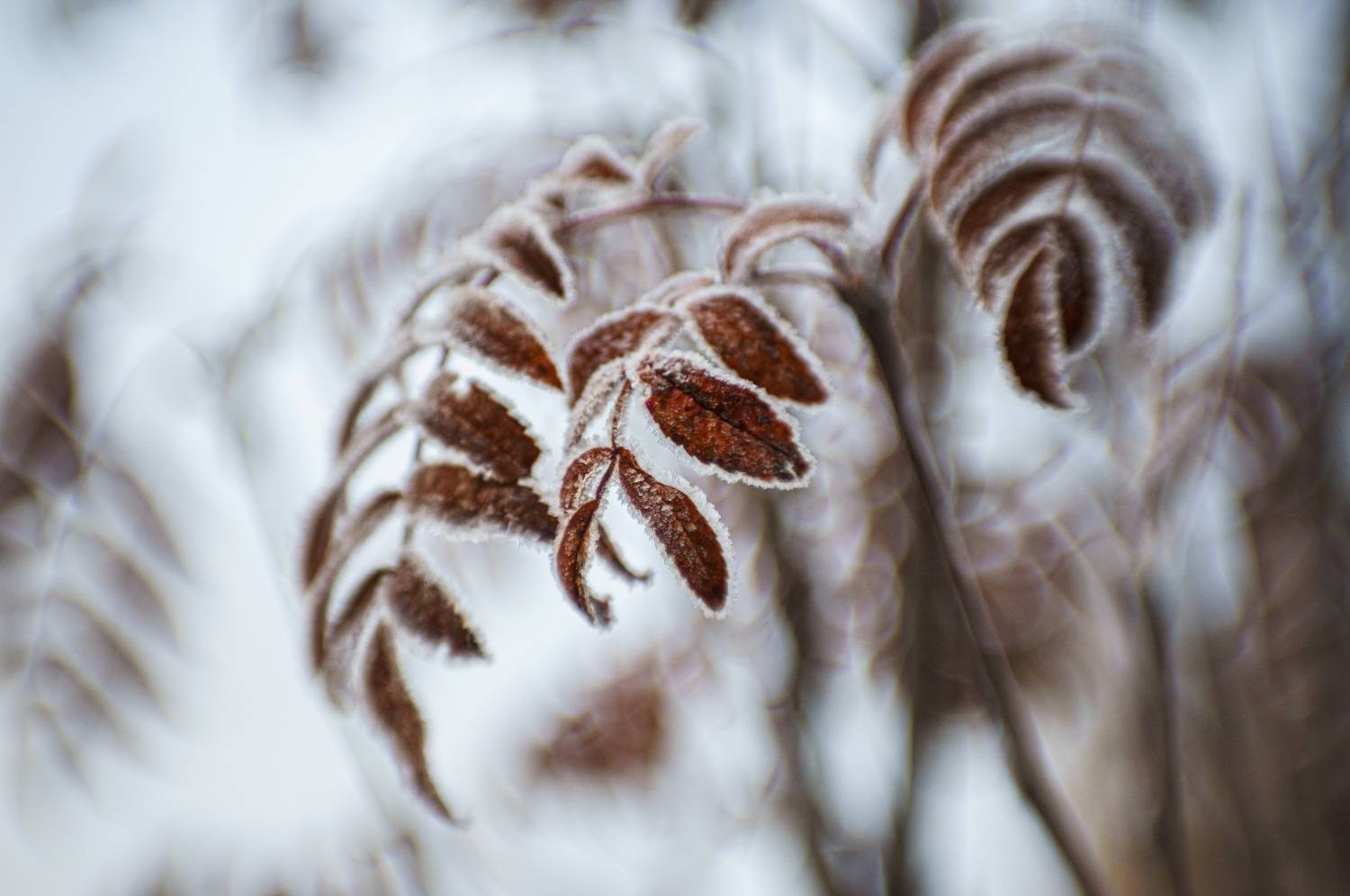 Осенний туман. Автор: Лофицкая Лариса , Лофицкая Лариса