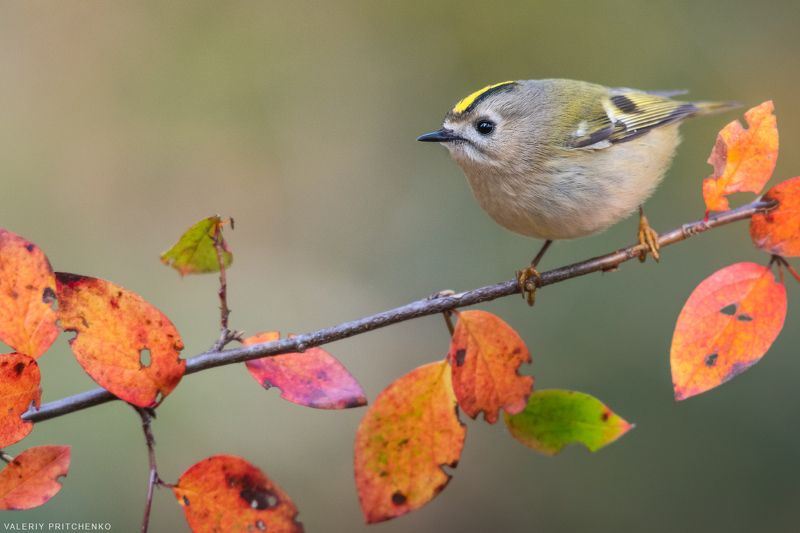 Желтоголовый королёкphoto preview