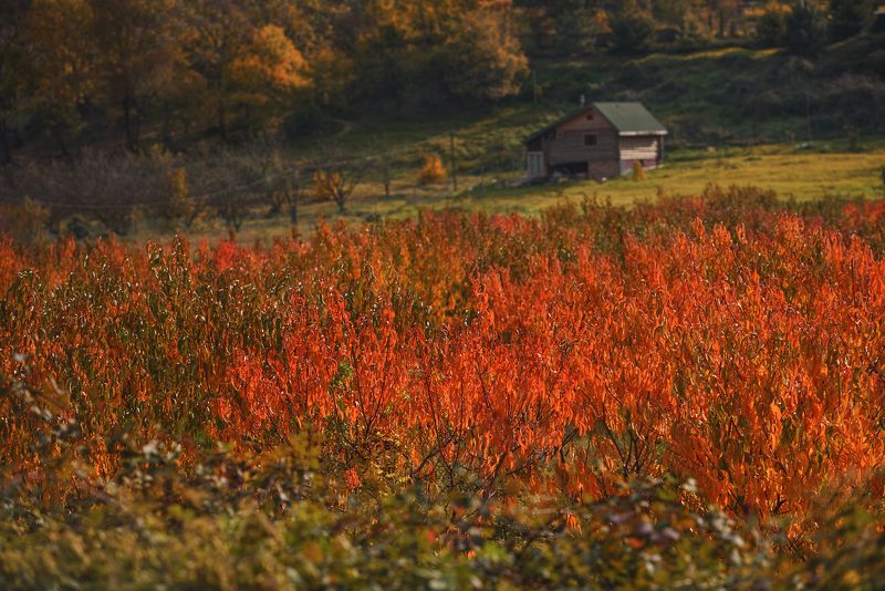 сад, персики, осень Персиковая осеньphoto preview