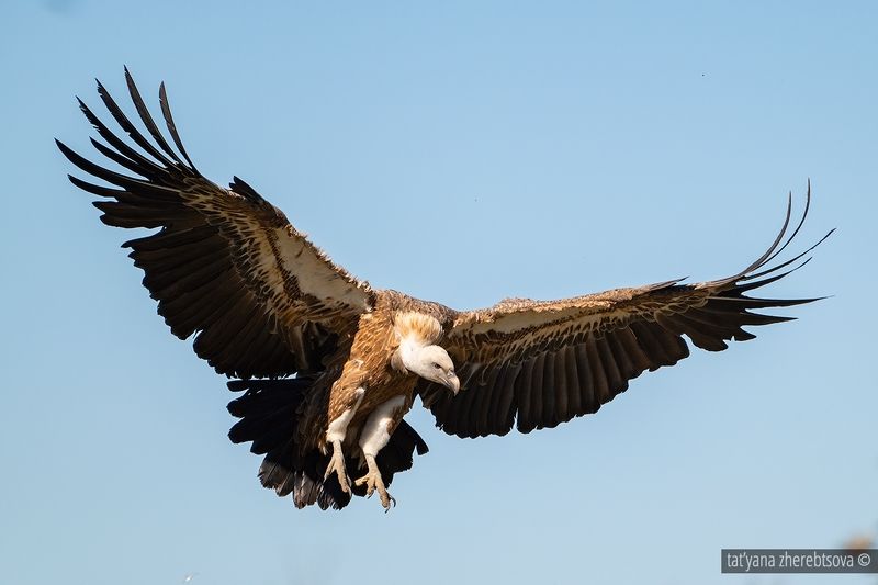 Белоголовый сипphoto preview