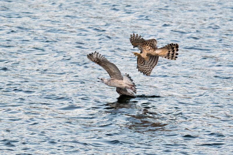 Ястреб тетеревятник на охоте.photo preview