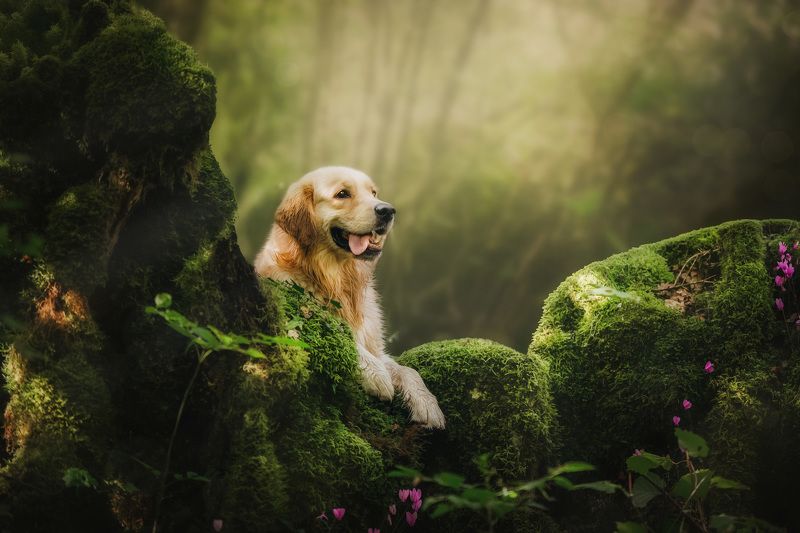 In the fairytale forestphoto preview