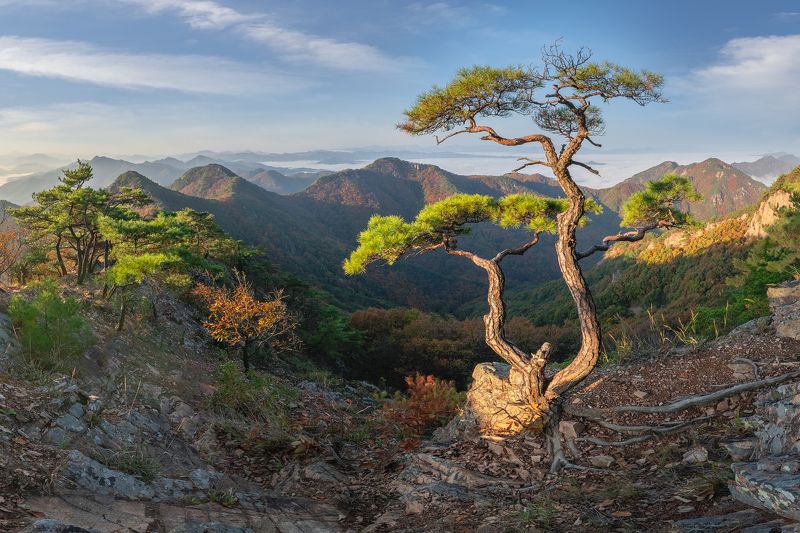 Pine on a horse\'s ridgephoto preview