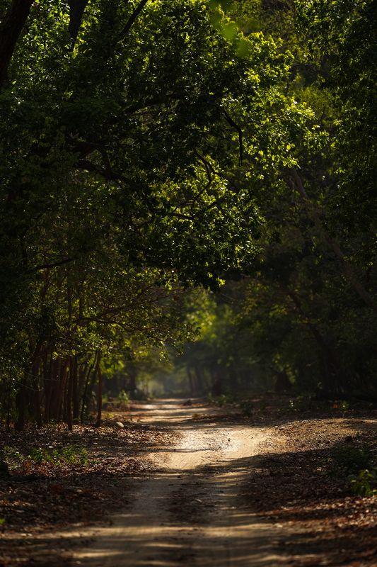 Dhela Zonephoto preview