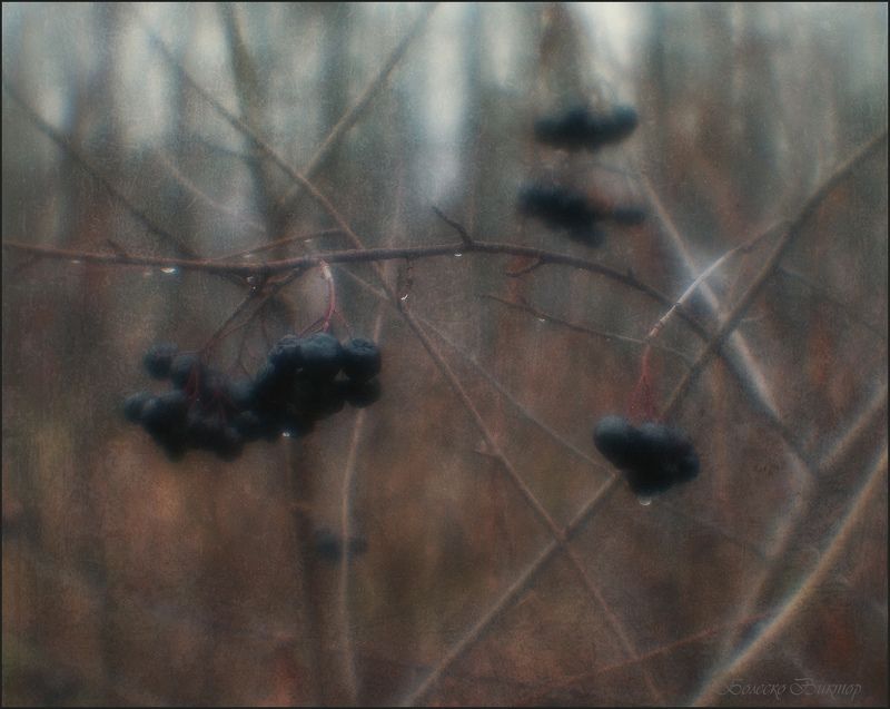 фотопоэзия, монокль, artрhoto Холодный дождьphoto preview