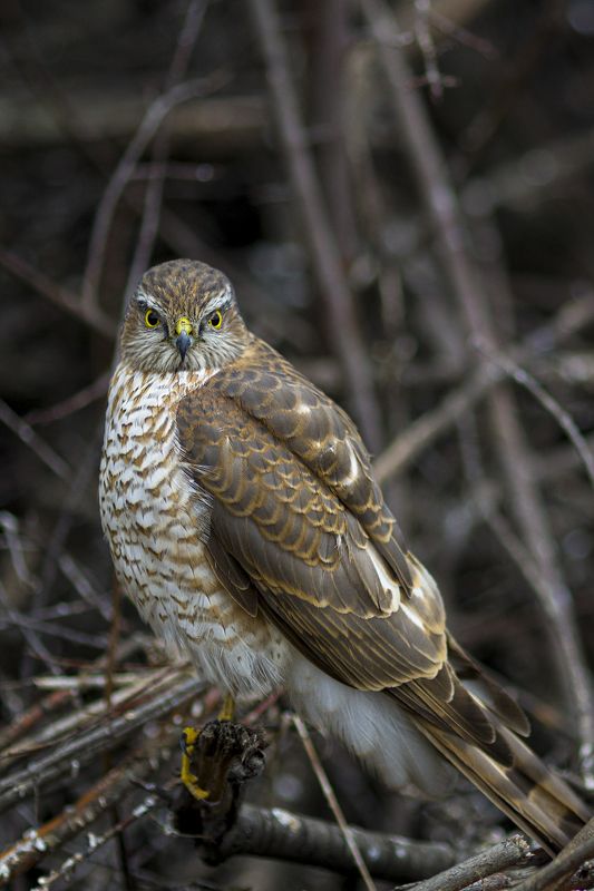 природа Ястреб-перепелятникphoto preview