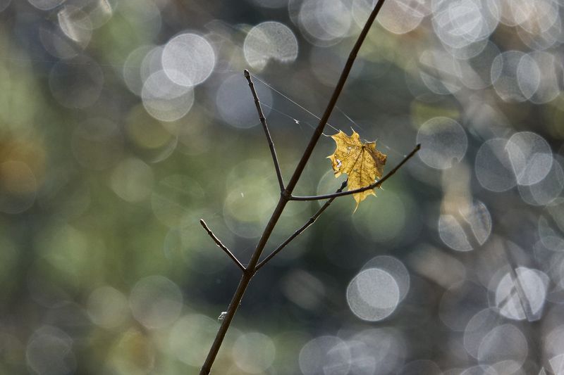 Fall colors.photo preview