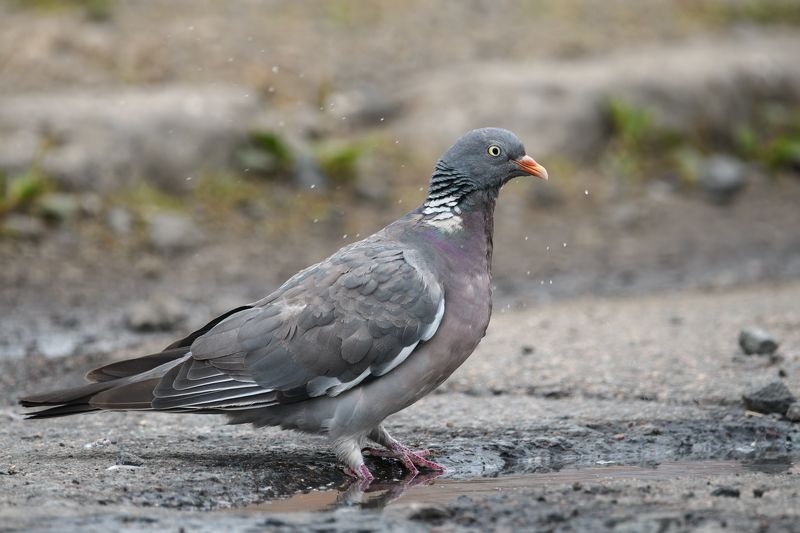 птицы, вяхирь Вяхирьphoto preview