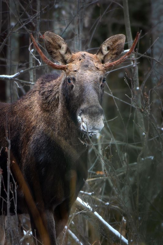 Портрет молодого лосяphoto preview