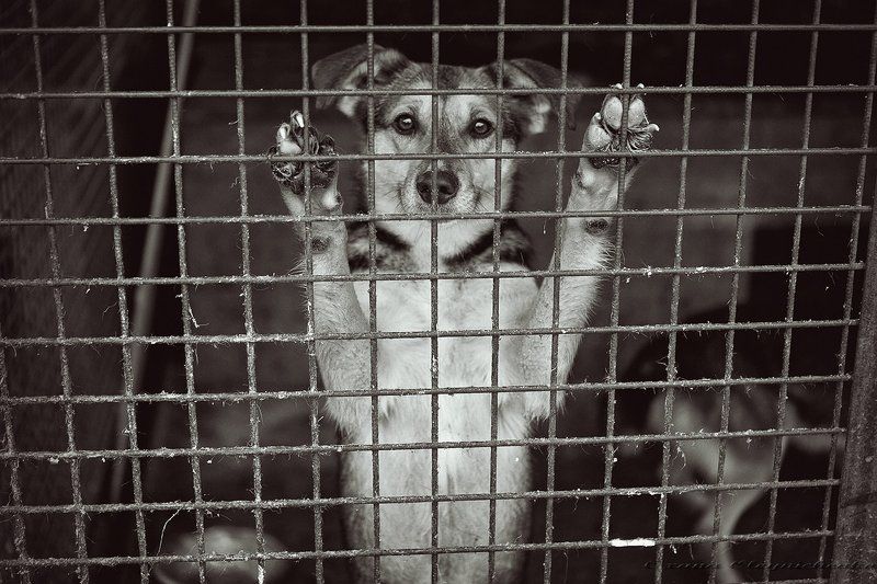 собаки, приют Взгляд от самого чистого сердца...photo preview