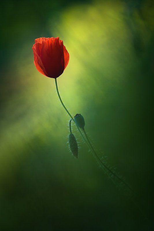 Early summerphoto preview