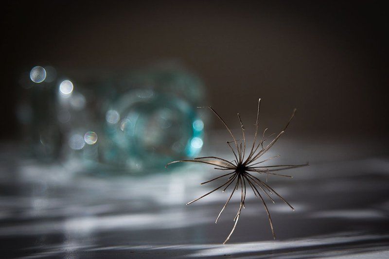 паучокphoto preview