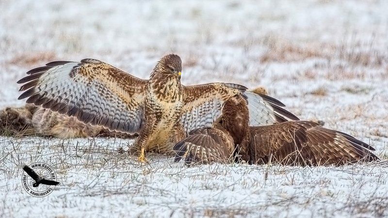 канюк, buteo buteo, common buzzard А так? Убедительно?photo preview