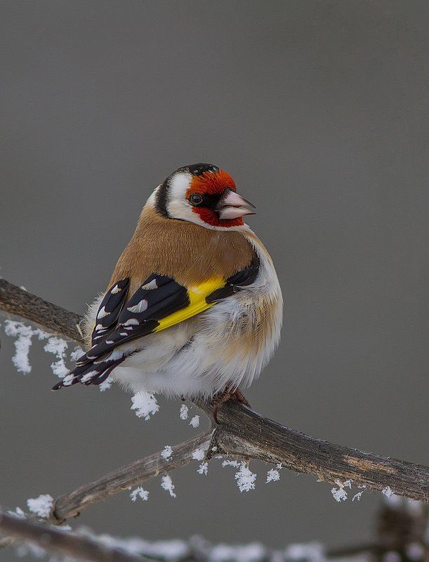 Щегол, птицы Щегол-самочкаphoto preview