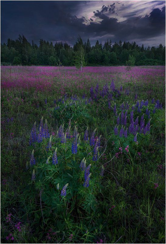 Sony, Гроза, Пейзаж, Поле, Природа, Россия, Рязанская область, Тучи, Цветы Перед бурей...photo preview