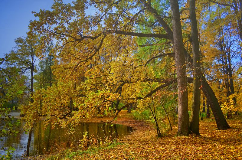 Золото осениphoto preview