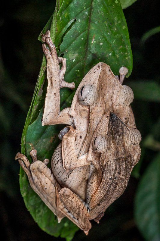 Teo Liak Song, Anmdeos, Malaysia