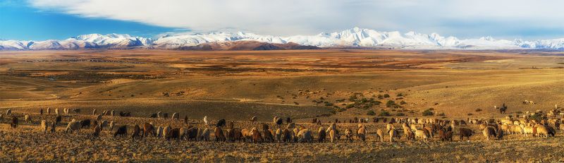 Алтай, Животные, Панорама, Природа пейзаж, Сибирь, Степь Шеренгаphoto preview